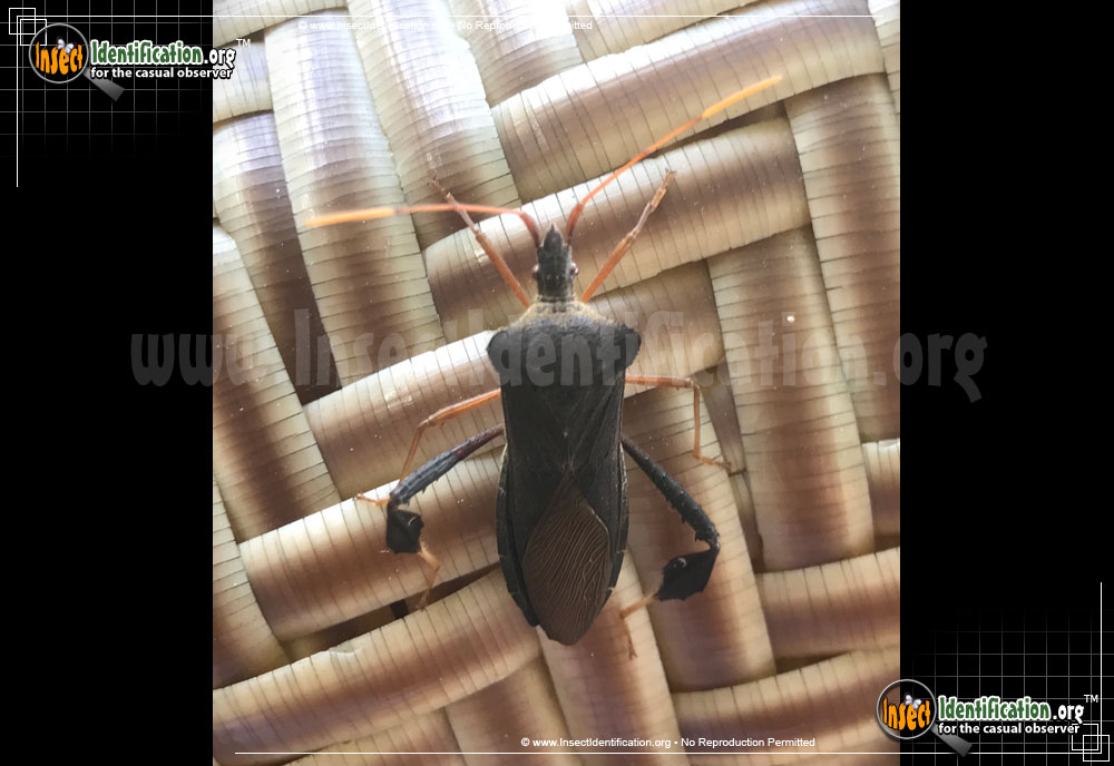 Full-sized image #9 of the Leaf-Footed-Bug