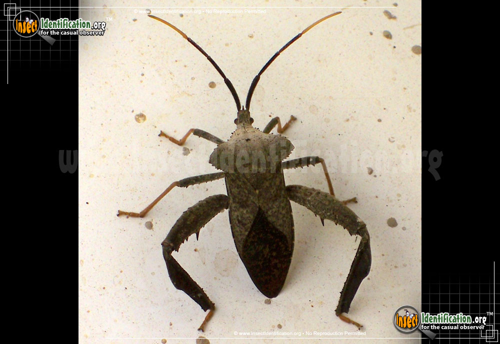 Full-sized image #14 of the Leaf-Footed-Bug