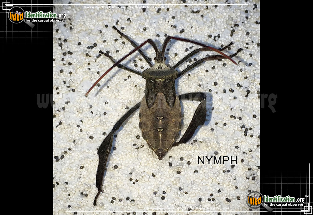 Full-sized image #7 of the Leaf-Footed-Bug