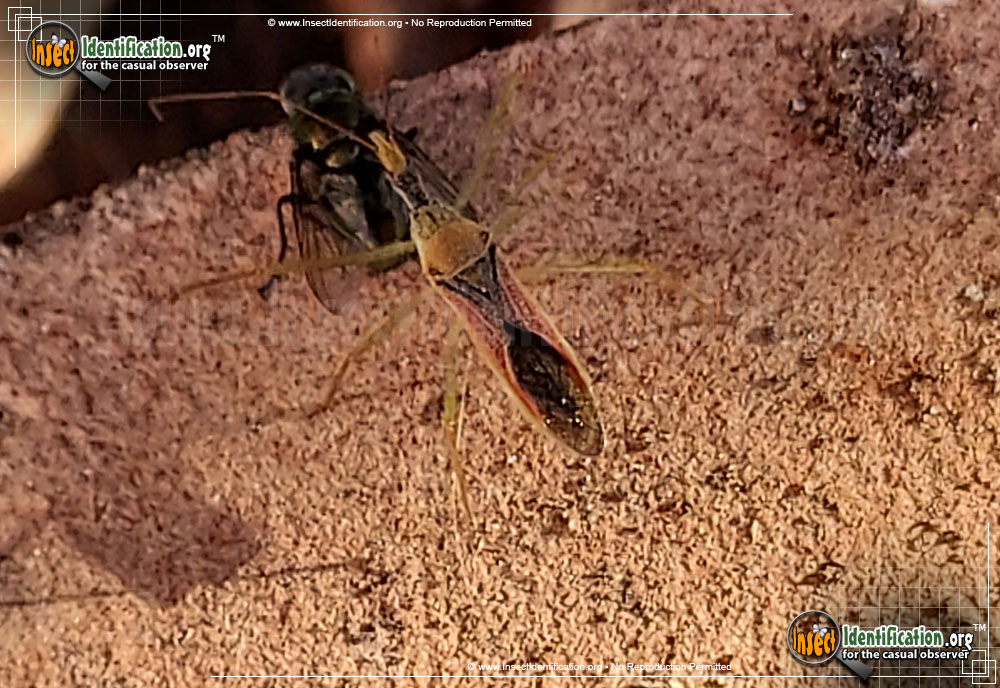 Full-sized image of the Leaf-Hopper-Assassin-Bug