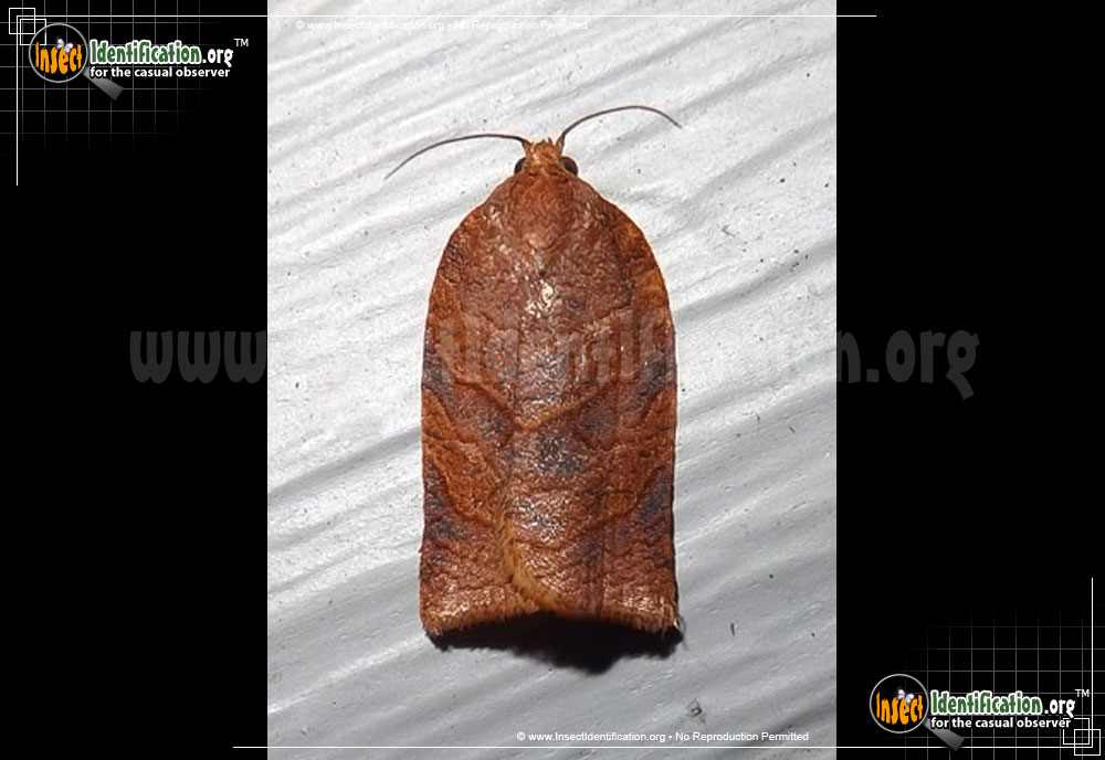Full-sized image of the Leafroller-Moth-Choristoneura