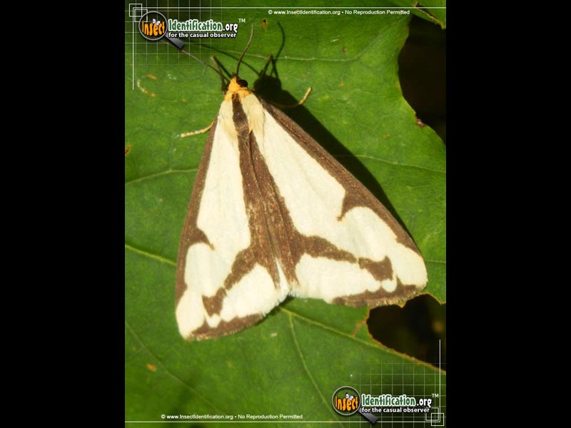 Full-sized image #2 of the Lecontes-Haploa-Moth