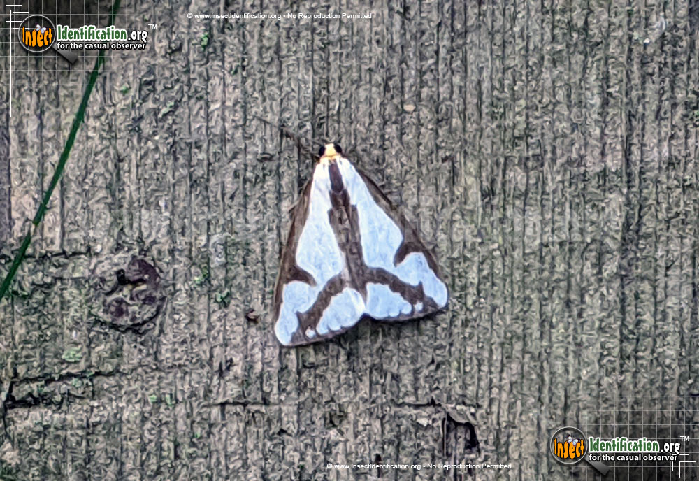 Full-sized image #3 of the Lecontes-Haploa-Moth