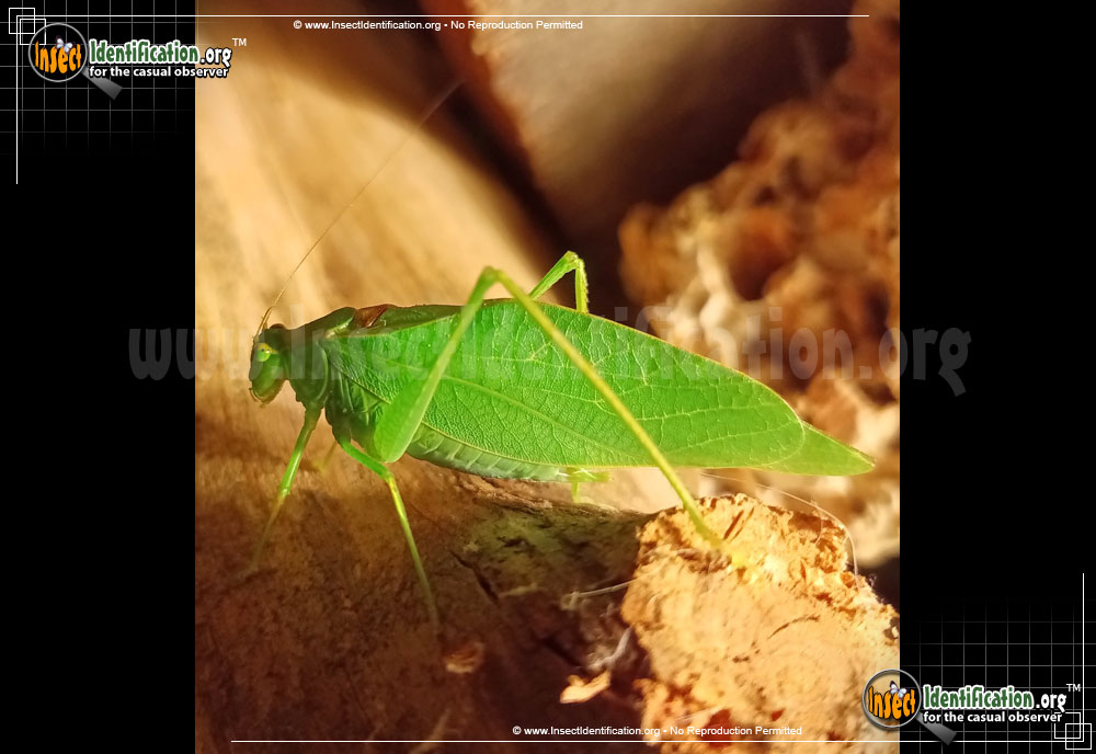 Full-sized image of the Lesser-Angle-Wing-Katydid