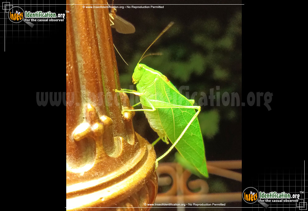 Full-sized image #3 of the Lesser-Angle-Wing-Katydid
