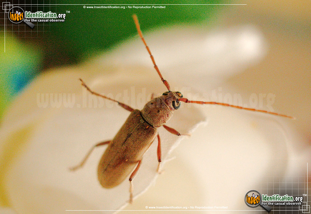 Full-sized image of the Lesser-Ivory-Marked-Beetle