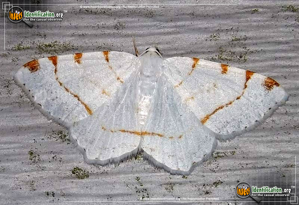 Full-sized image of the Lesser-Maple-Spanworm-Moth
