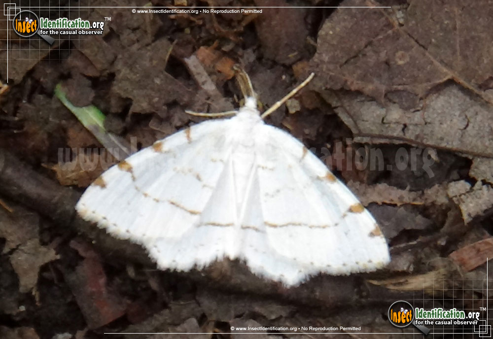 Full-sized image #2 of the Lesser-Maple-Spanworm-Moth