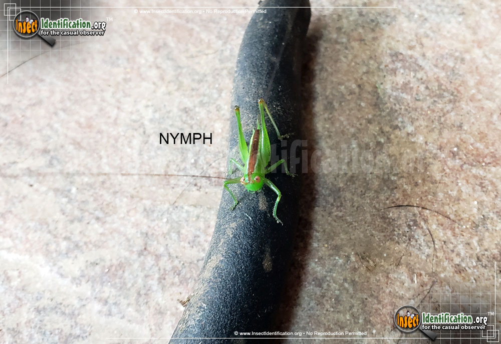 Full-sized image #6 of the Lesser-Meadow-Katydid
