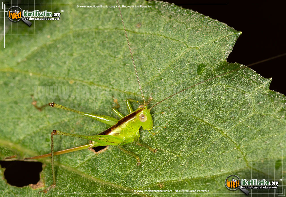 Full-sized image #2 of the Lesser-Meadow-Katydid