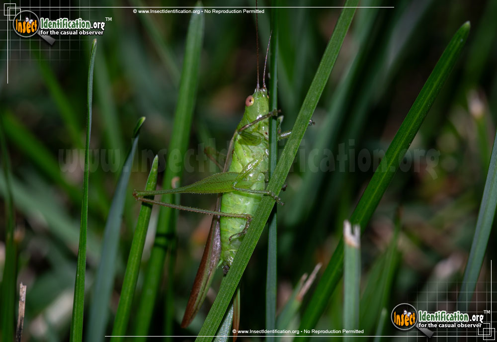 Full-sized image #3 of the Lesser-Meadow-Katydid