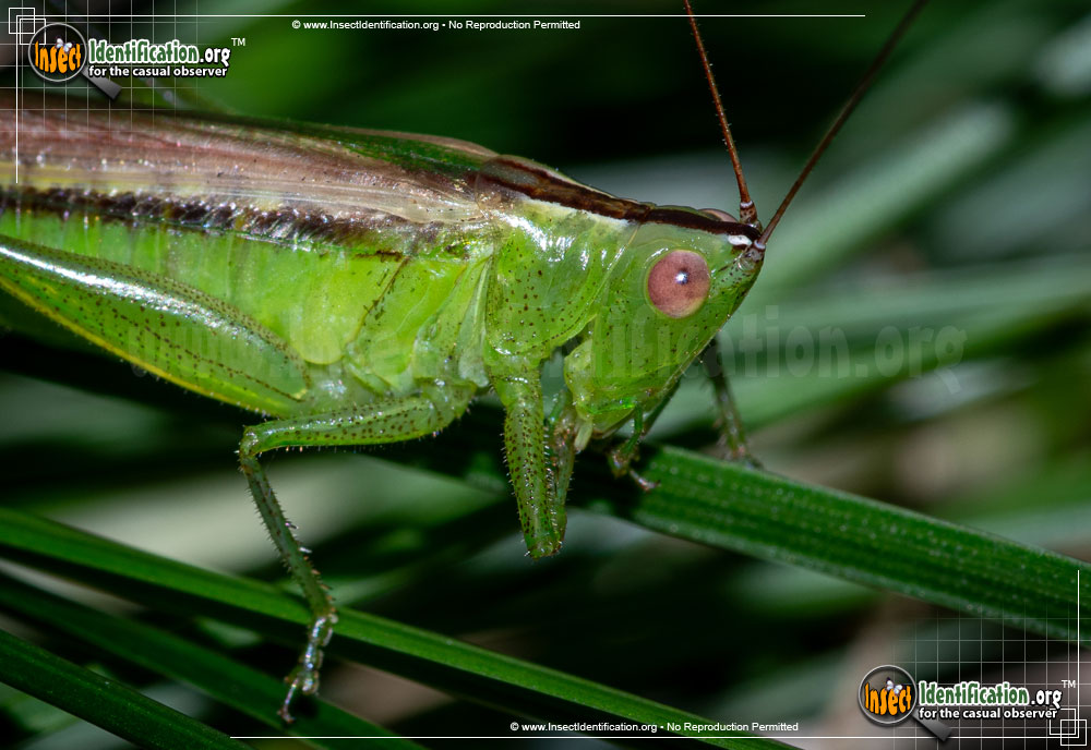 Full-sized image #2 of the Lesser-Meadow-Katydid