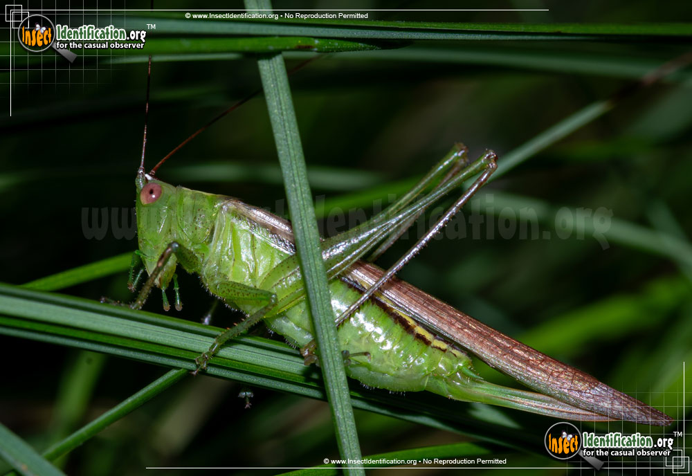 Full-sized image of the Lesser-Meadow-Katydid