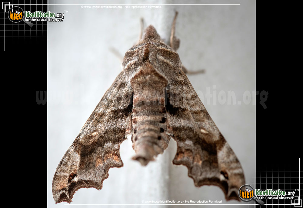 Full-sized image of the Lettered-Sphinx-Moth