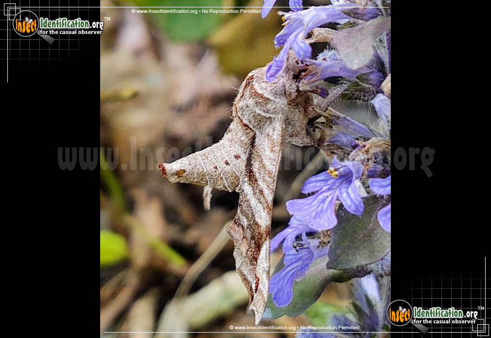 Full-sized image #3 of the Lettered-Sphinx-Moth