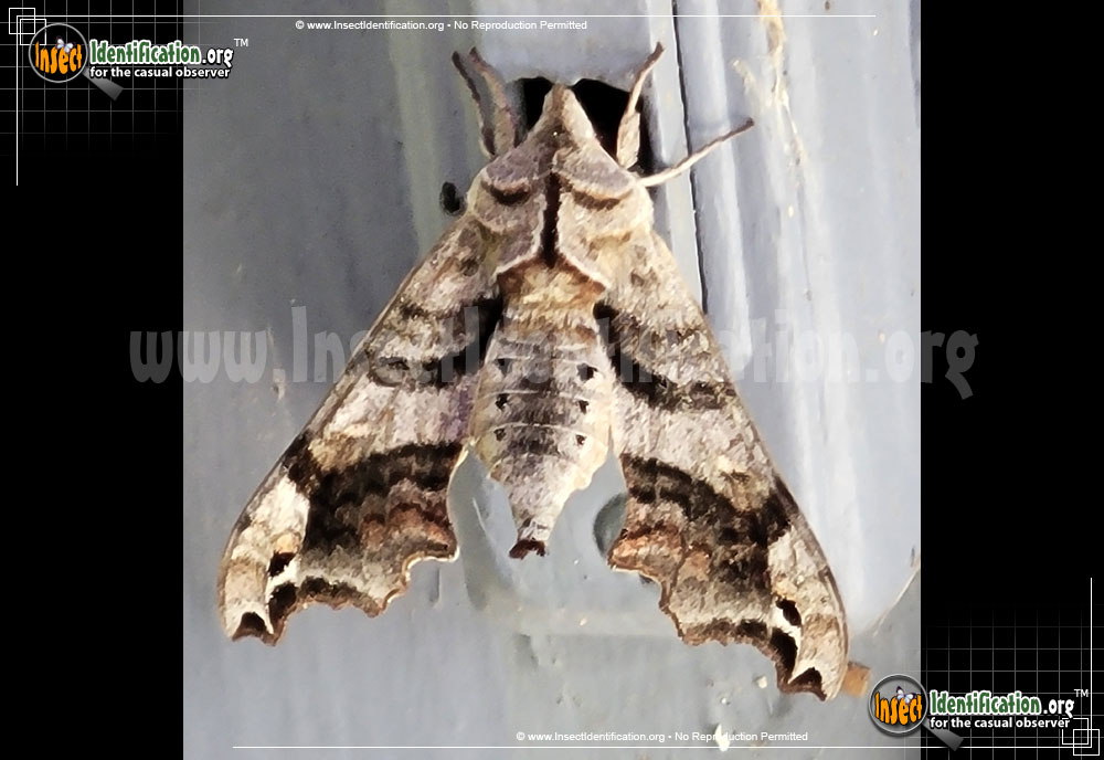 Full-sized image #2 of the Lettered-Sphinx-Moth