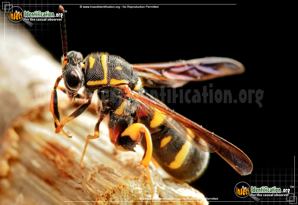 Full-sized image of the Leucospid-Wasp