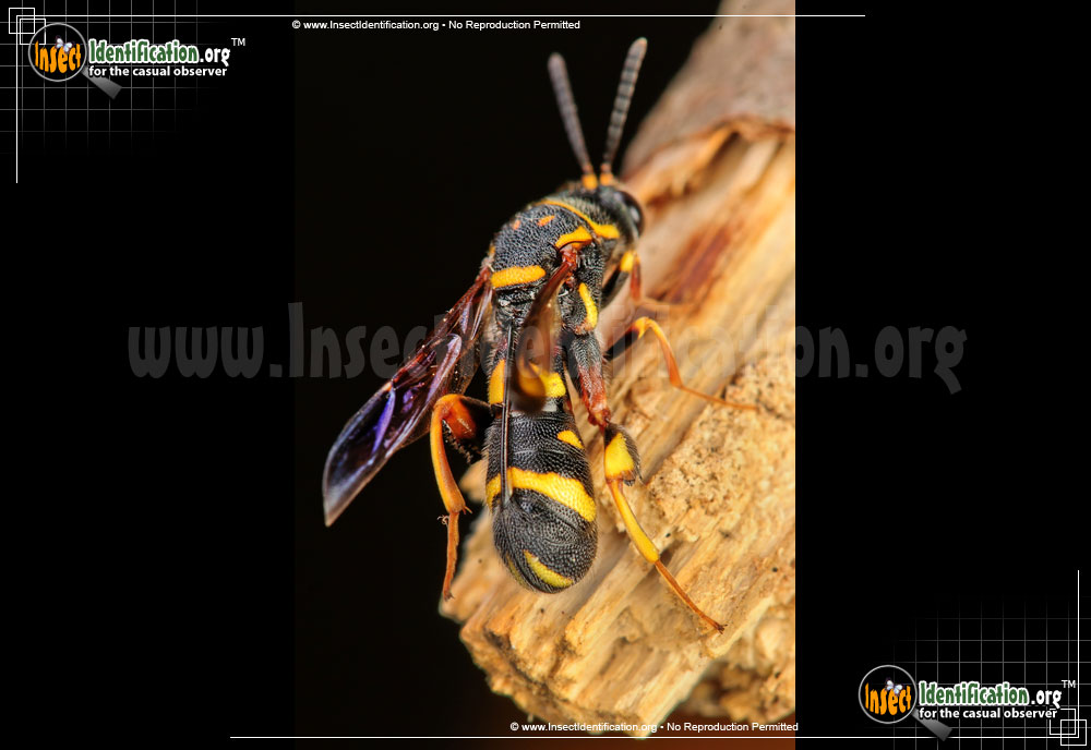 Full-sized image #2 of the Leucospid-Wasp