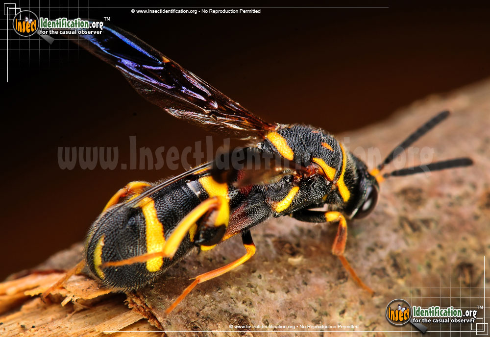 Full-sized image #3 of the Leucospid-Wasp