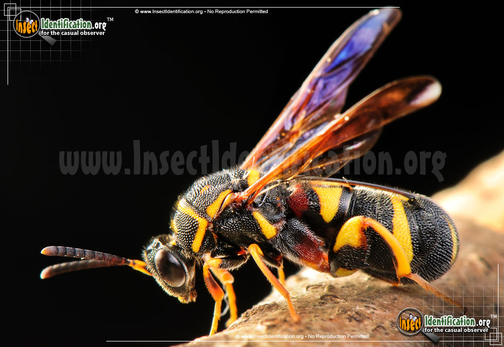Full-sized image #4 of the Leucospid-Wasp
