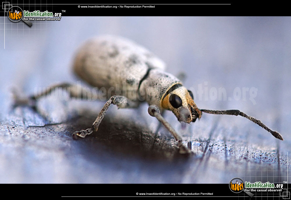 Full-sized image #2 of the Little-Leaf-Notcher-Weevil