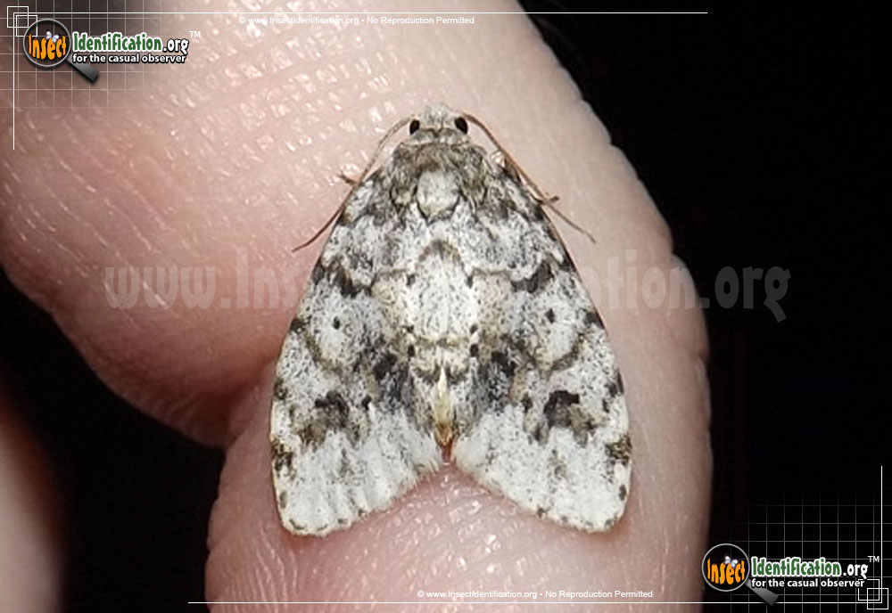 Full-sized image of the Little-White-Lichen-Moth