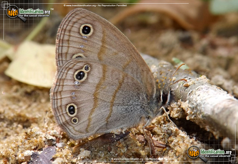 Full-sized image of the Little-Wood-Satyr-Butterfly