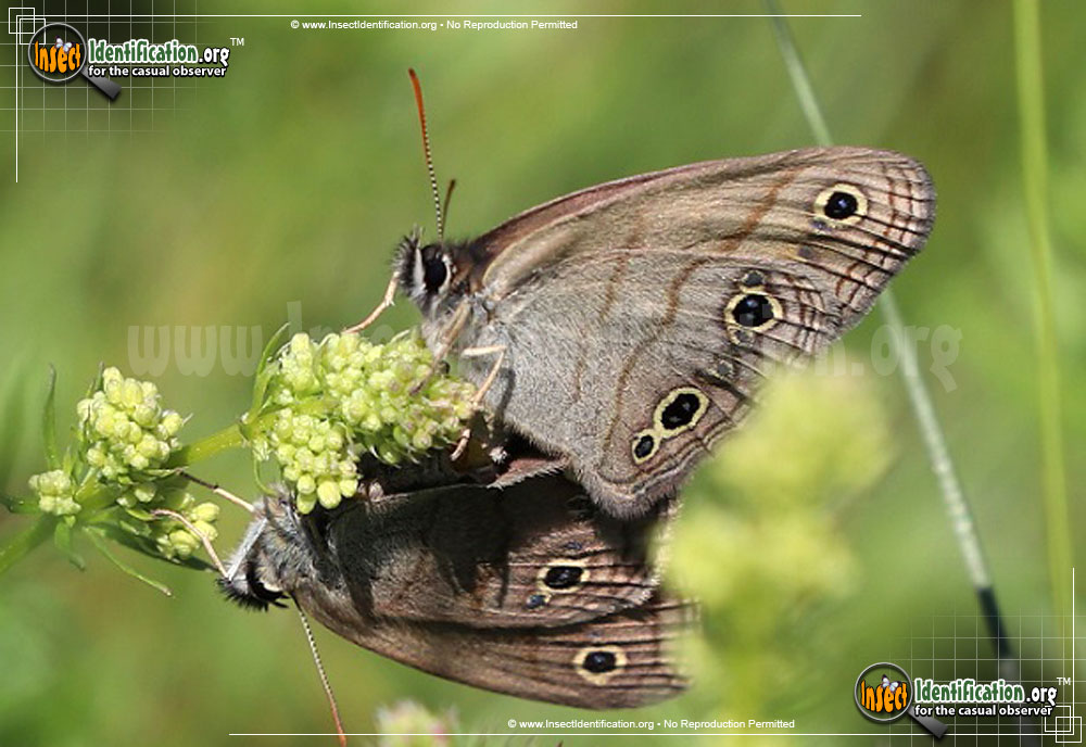 Full-sized image #2 of the Little-Wood-Satyr-Butterfly