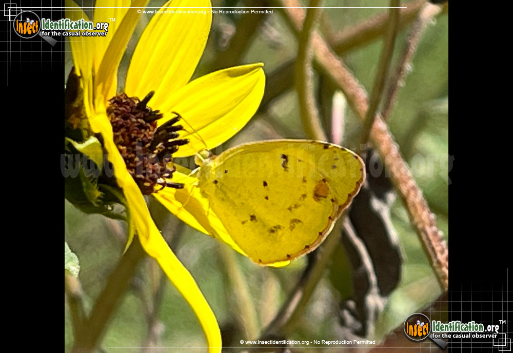 Full-sized image of the LIttle-Yellow-Sulphur-Butterfly