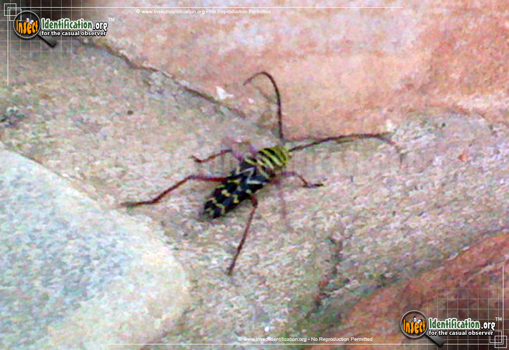 Full-sized image #7 of the Locust-Borer-Beetle