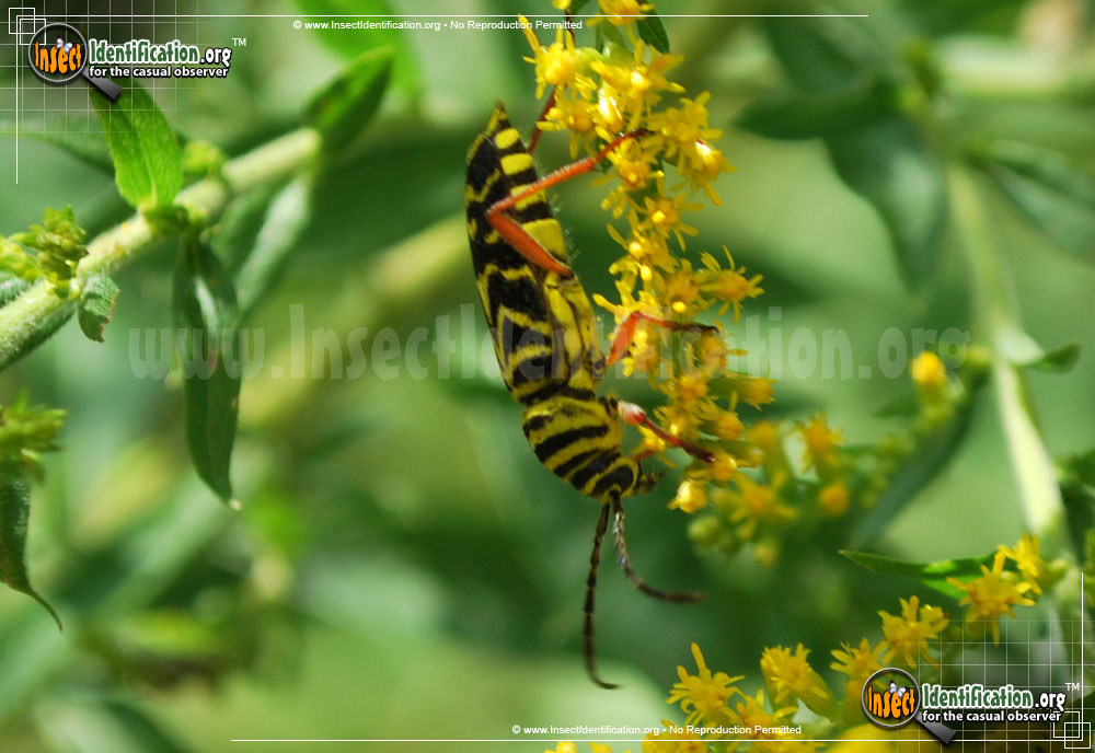 Full-sized image #4 of the Locust-Borer-Beetle