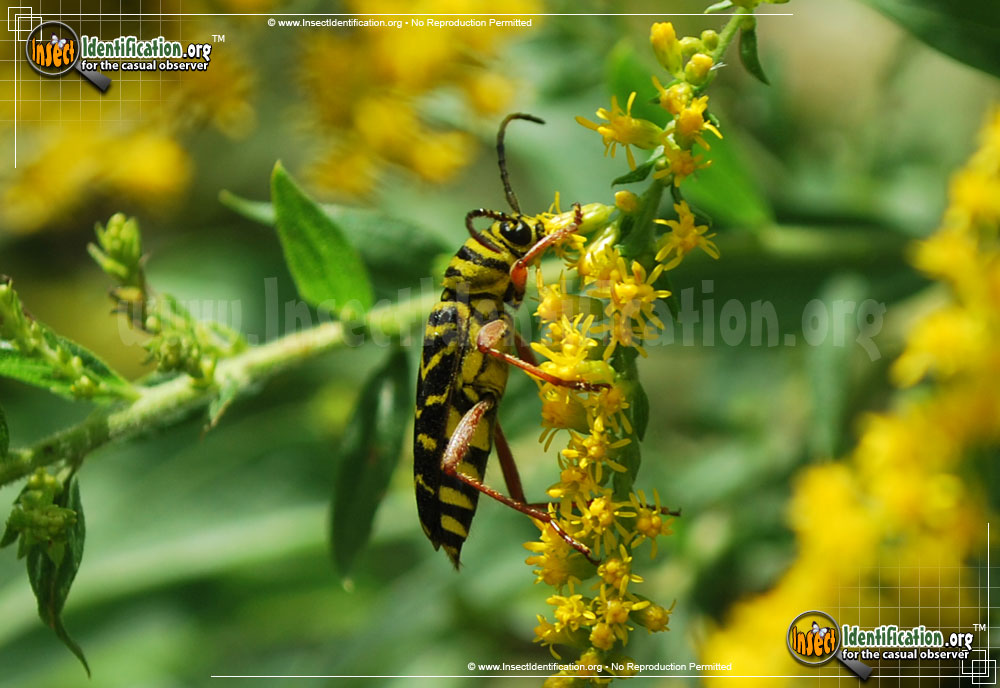 Full-sized image #5 of the Locust-Borer-Beetle