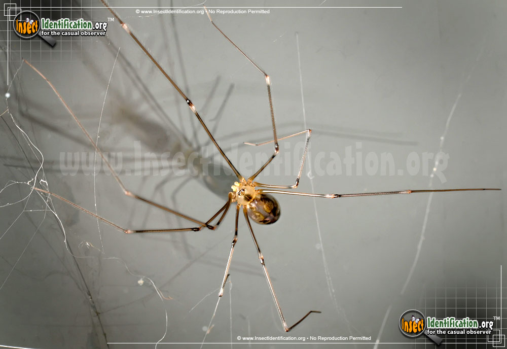 Full-sized image of the Long-Bodied-Cellar-Spider