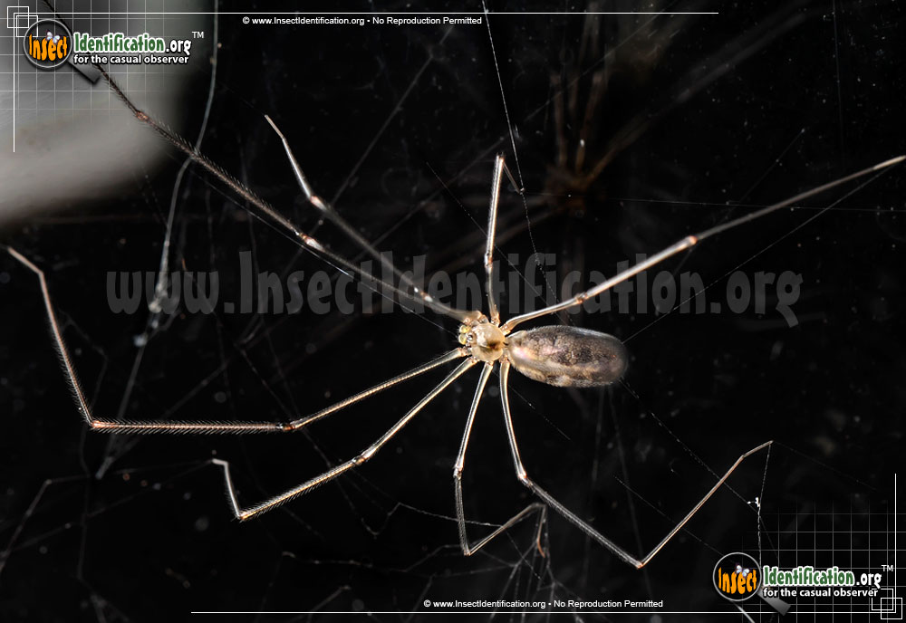 Full-sized image #3 of the Long-Bodied-Cellar-Spider