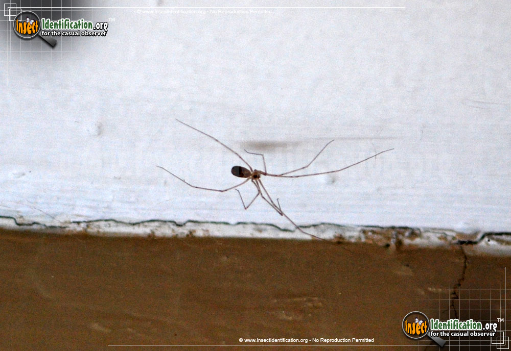 Full-sized image #4 of the Long-Bodied-Cellar-Spider