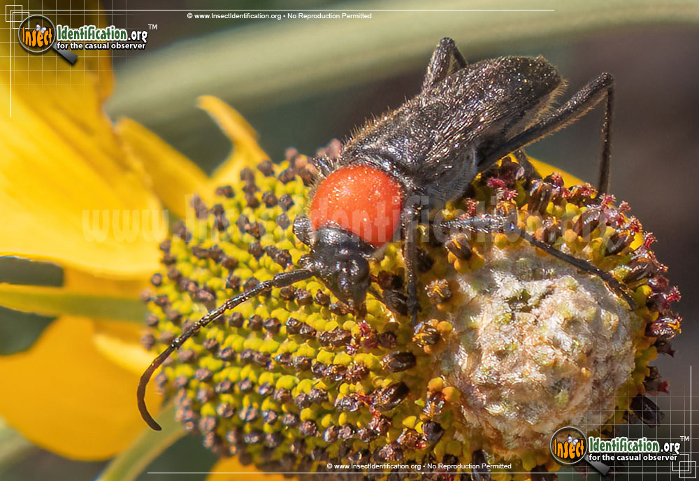 Full-sized image of the Long-Horn-Beetle-Batyle-Ignicollis