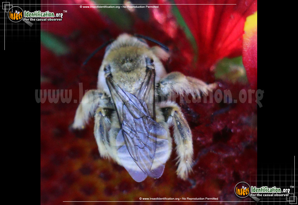 Full-sized image of the Long-Horned-Bee