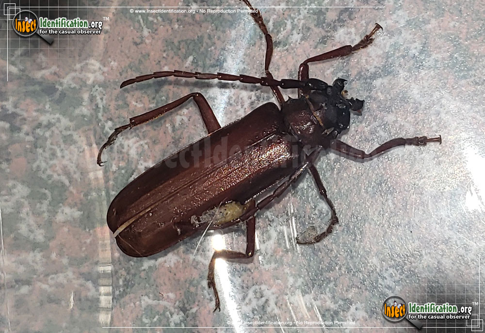 Full-sized image of the Long-Horned-Beetle-Prioninae
