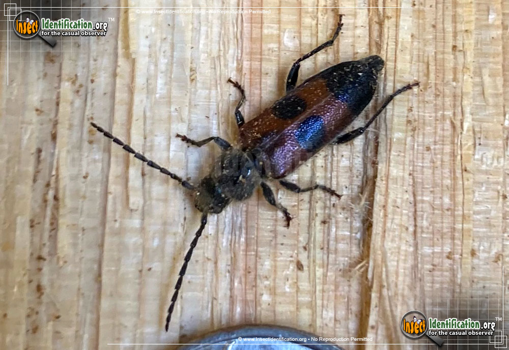 Full-sized image of the Long-Horned-Beetle-Semanotus-amplus