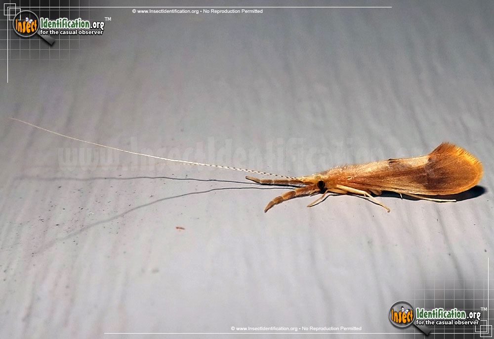 Full-sized image of the Long-Horned-Caddisfly