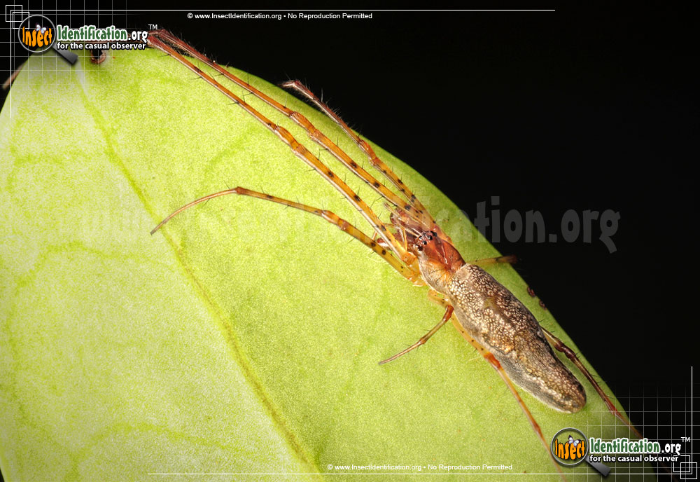 Full-sized image of the Long-jawed-Orb-Weaver