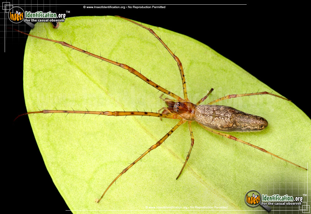 Full-sized image #2 of the Long-jawed-Orb-Weaver