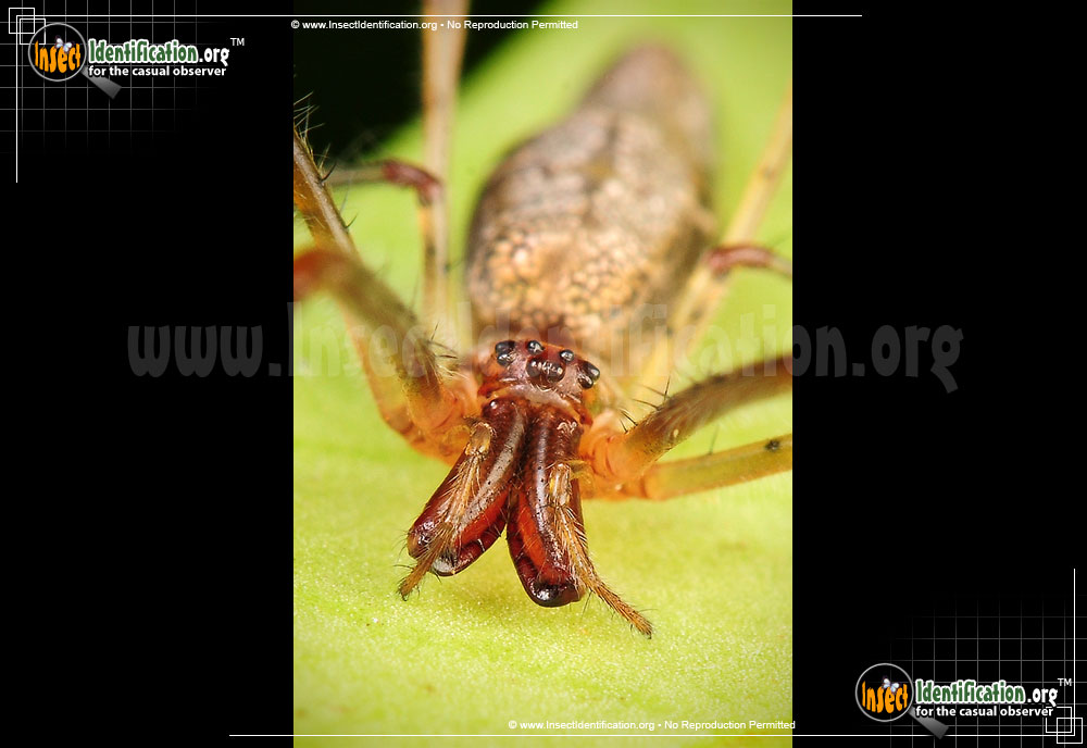 Full-sized image #7 of the Long-jawed-Orb-Weaver