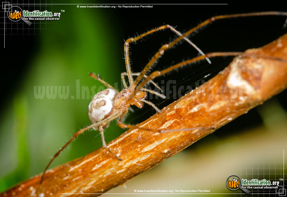 Full-sized image #3 of the Long-jawed-Orb-Weaver