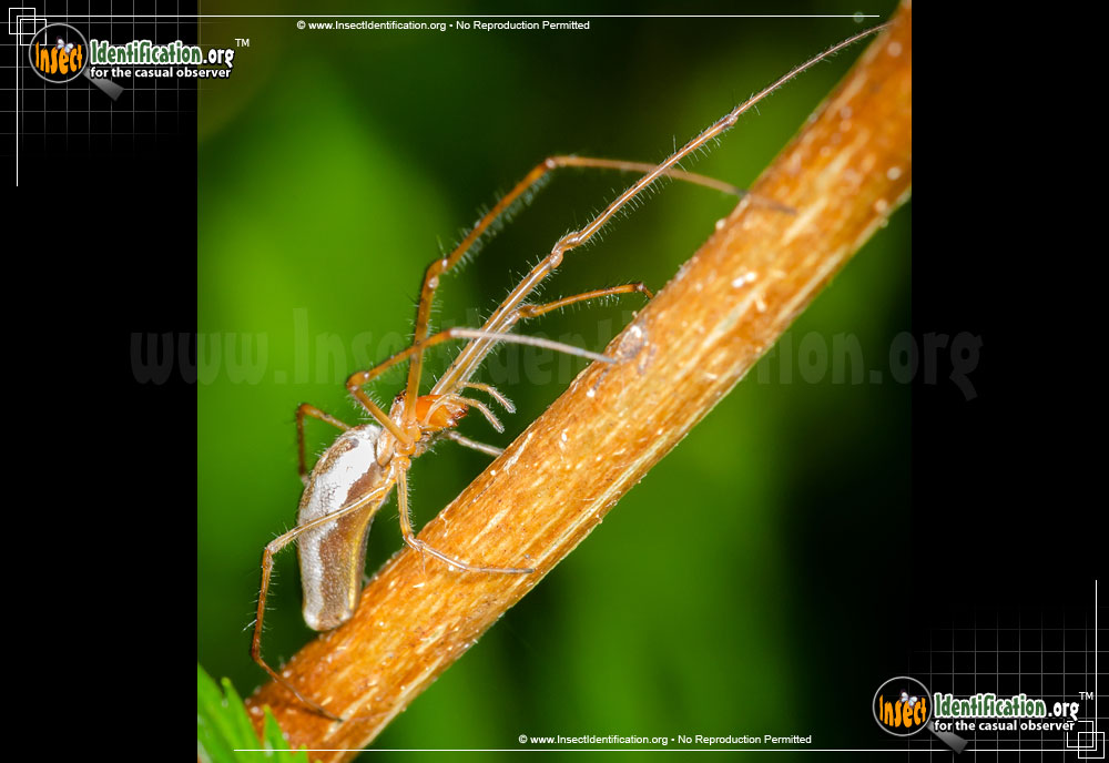 Full-sized image #6 of the Long-jawed-Orb-Weaver