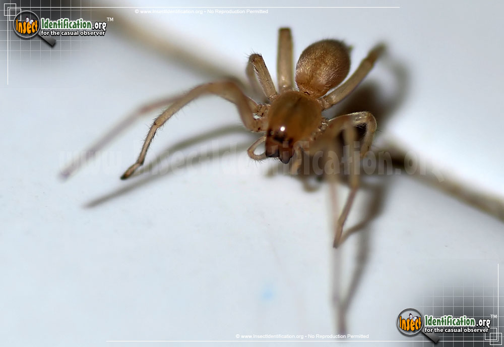 Full-sized image of the Long-legged-Sac-Spider