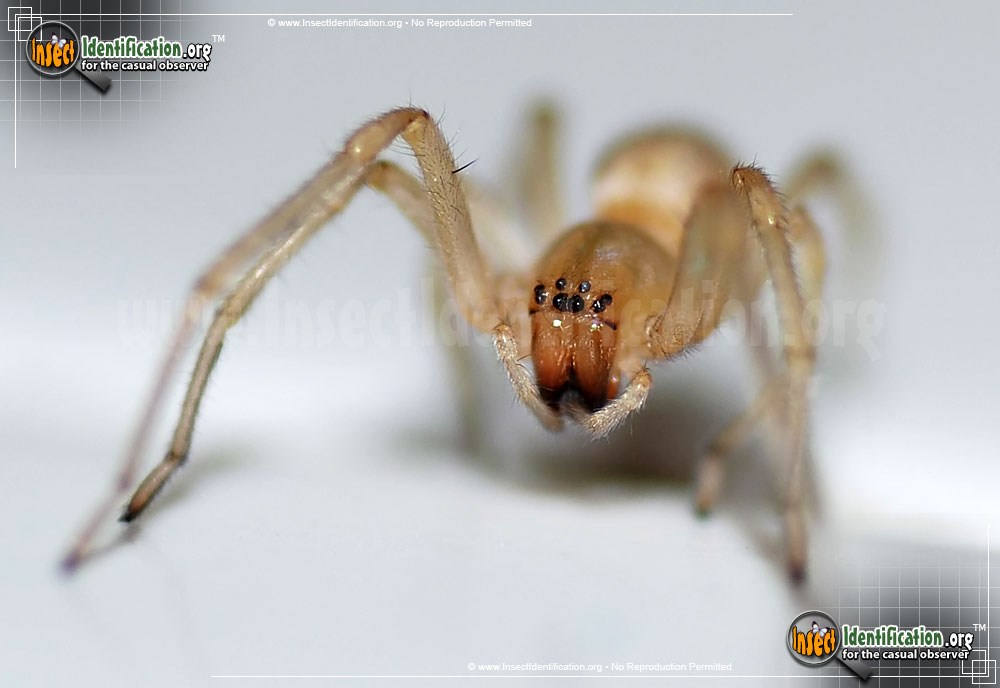 Full-sized image #2 of the Long-legged-Sac-Spider