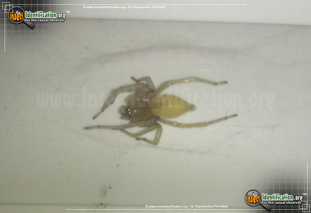 Full-sized image #3 of the Long-legged-Sac-Spider