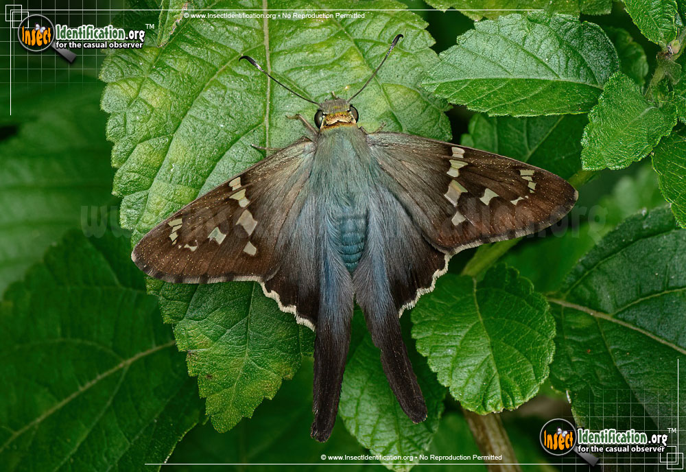 Full-sized image of the Long-tailed-Skipper