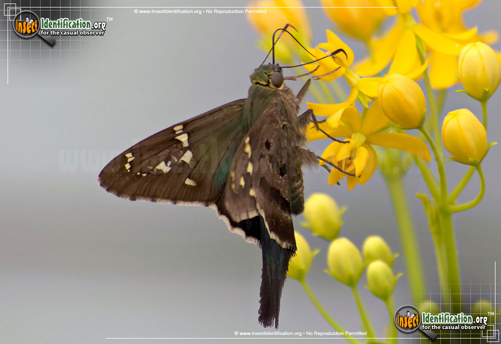 Full-sized image #13 of the Long-tailed-Skipper